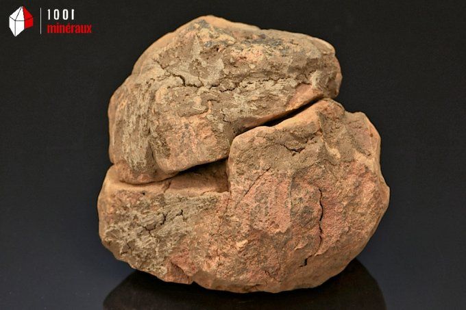 Fossile d'un trilobite Calymene marron en nodule du Maroc 