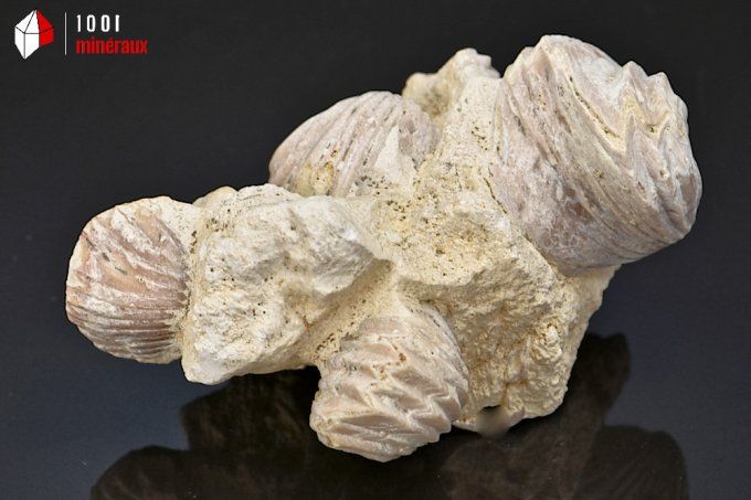 Rhynchonelle_fossile