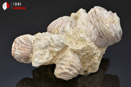 Rhynchonelle_fossile