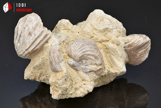 Rhynchonelle_fossile