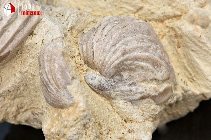 Rhynchonelle_fossile