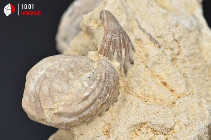 Rhynchonelle_fossile