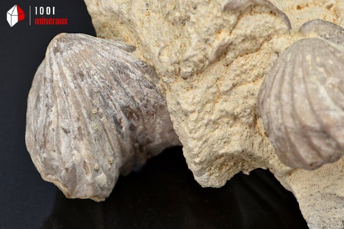 Rhynchonelle_fossile