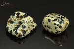 Lot de 2 Jaspes dalmatiens polis - Mexique - pierres roulées 2.1 - 2.5 cm / 18 g / AT33 - Vignette | 1001 minéraux