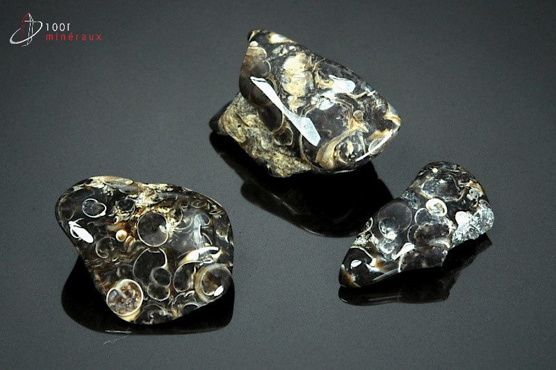 Lot minéral de 3 agates turritelles polies avec inclusions fossiles