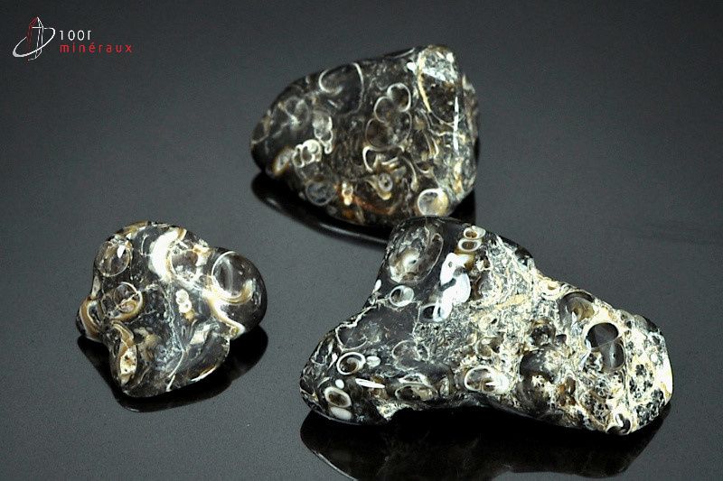 Lot minéral de 3 agates turritelles polies avec inclusions fossiles