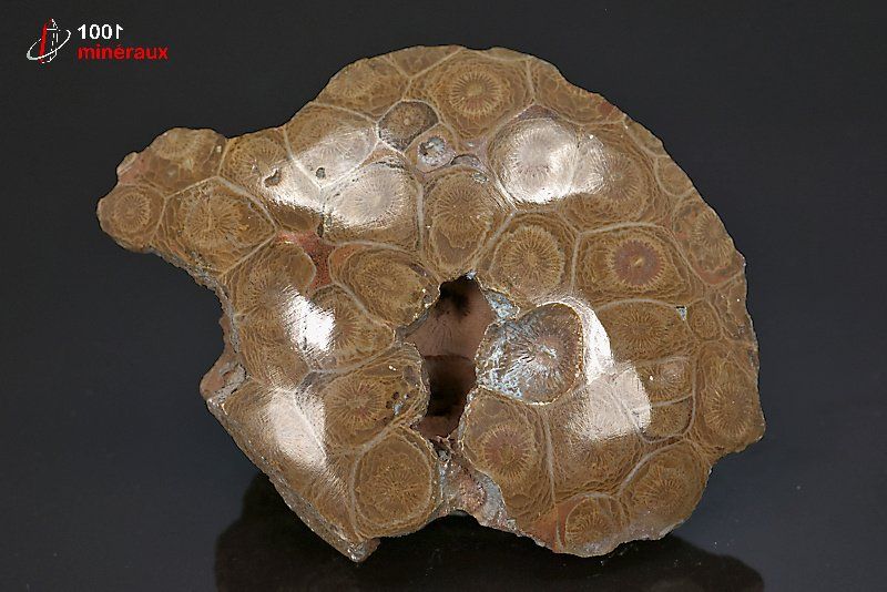 Fossile poli de corail marron du Maroc