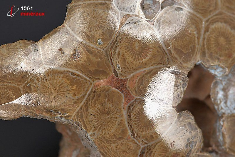 Fossile poli de corail marron du Maroc