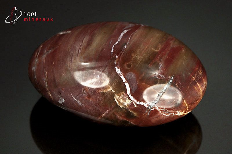 Fossile poli de bois fossilisé rouge de Madagascar