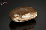 Bois fossilisé galet poli - Madagascar - fossiles 5,2 cm / 59 g / AX221 - Vignette | 1001 minéraux