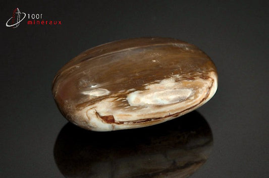 Fossile poli de bois fossilisé marron de Madagascar