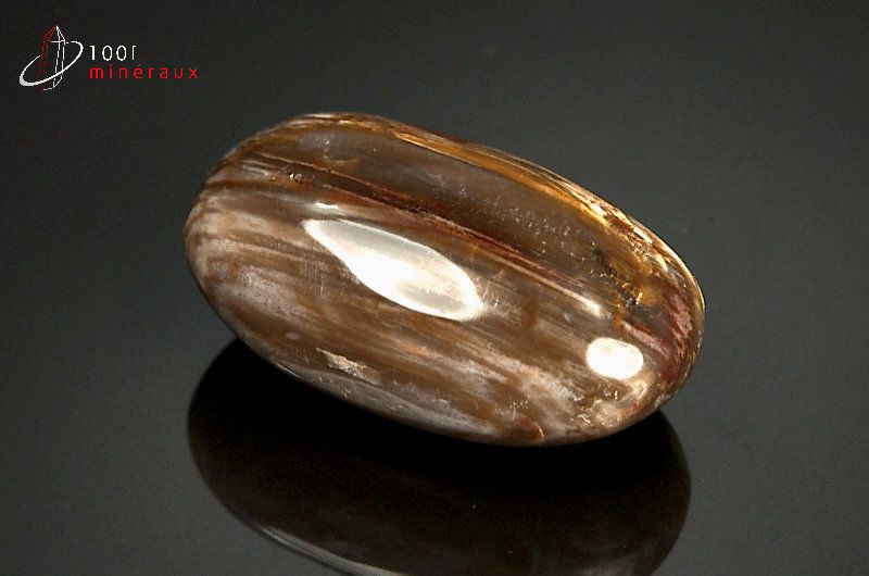 Fossile poli de bois fossilisé marron de Madagascar