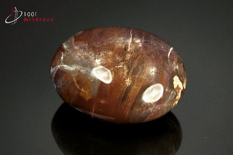 Fossile poli de bois fossilisé marron de Madagascar