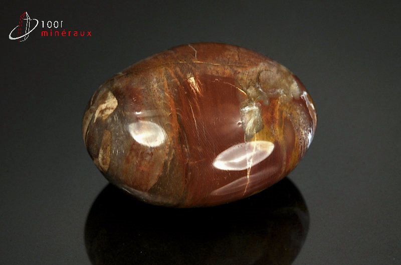 Fossile poli de bois fossilisé marron de Madagascar