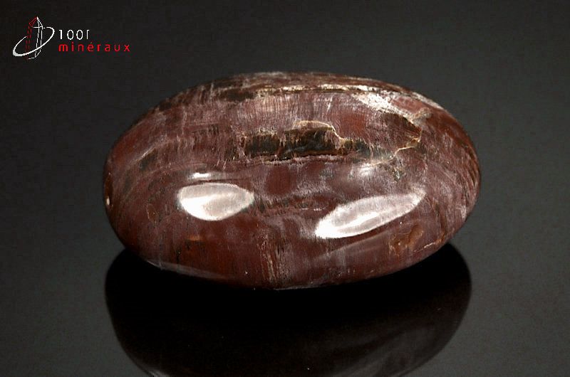 Fossile poli de bois fossilisé marron de Madagascar