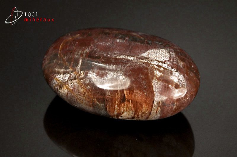 Fossile poli de bois fossilisé marron de Madagascar