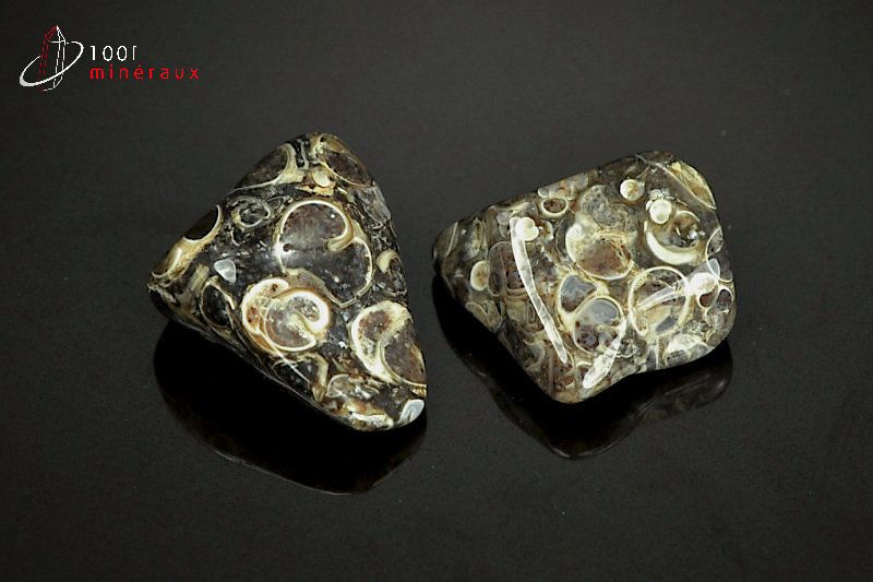 Lot minéral de 3 agates turritelles polies avec inclusions fossiles