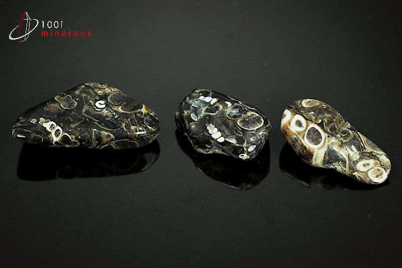 Lot minéral de 3 agates turritelles polies avec inclusions fossiles