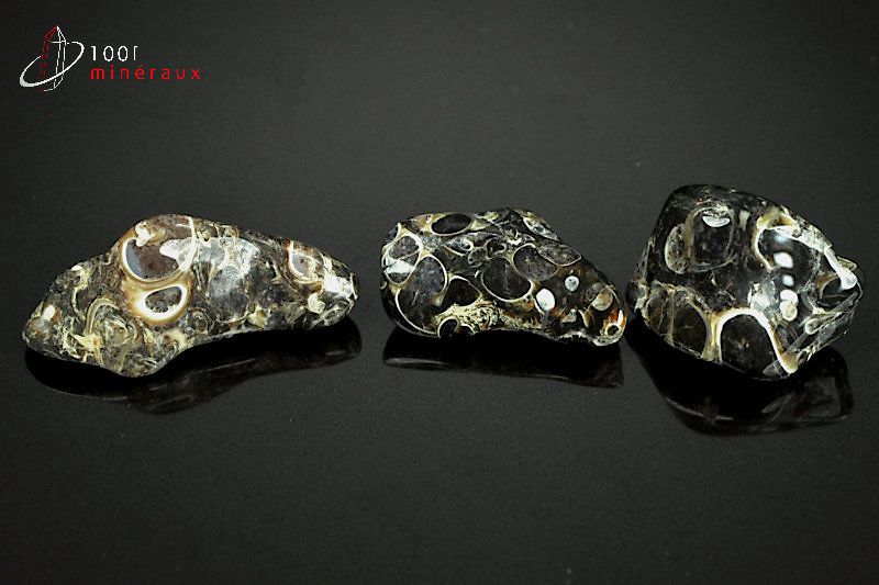 Lot minéral de 3 agates turritelles polies avec inclusions fossiles