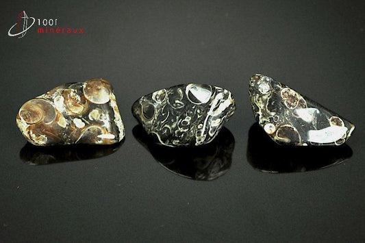 Lot minéral de 3 agates turritelles polies avec inclusions fossiles
