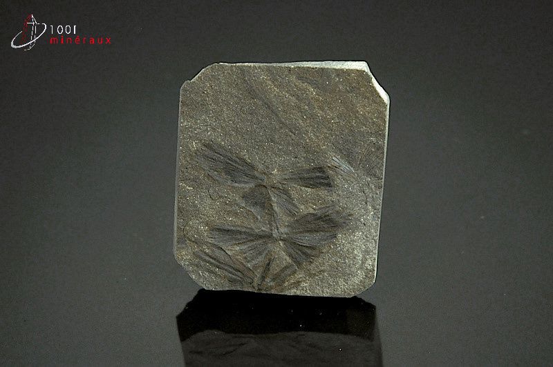 Fossile de sphenophyllum de France