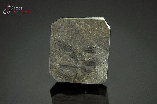 Fossile de sphenophyllum de France