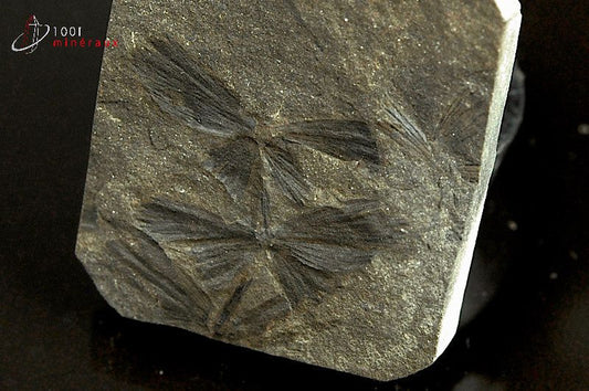 Fossile de sphenophyllum de France