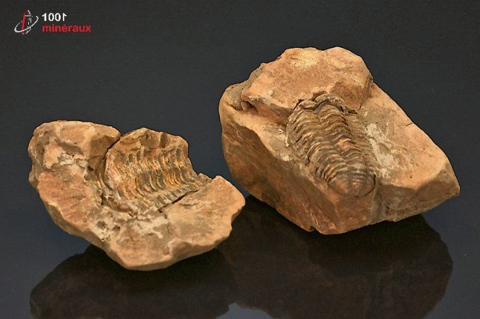 trilobite_calymene_fossiles