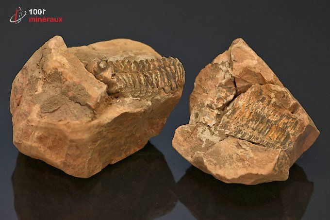 trilobite_calymene_fossiles