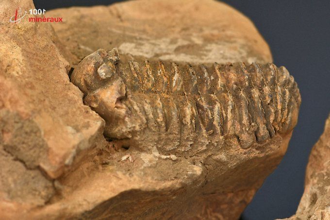 trilobite_calymene_fossiles