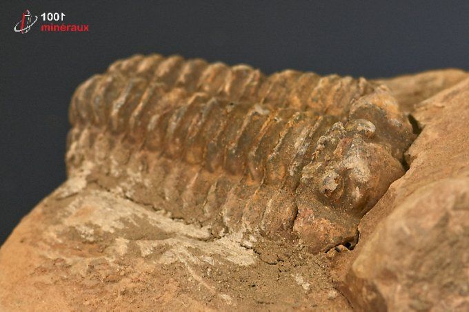 trilobite_calymene_fossiles