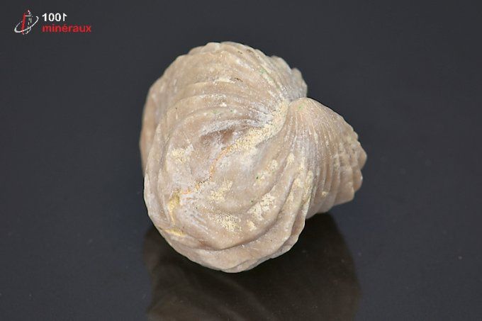 rhynchonelle_coquillage_fossile