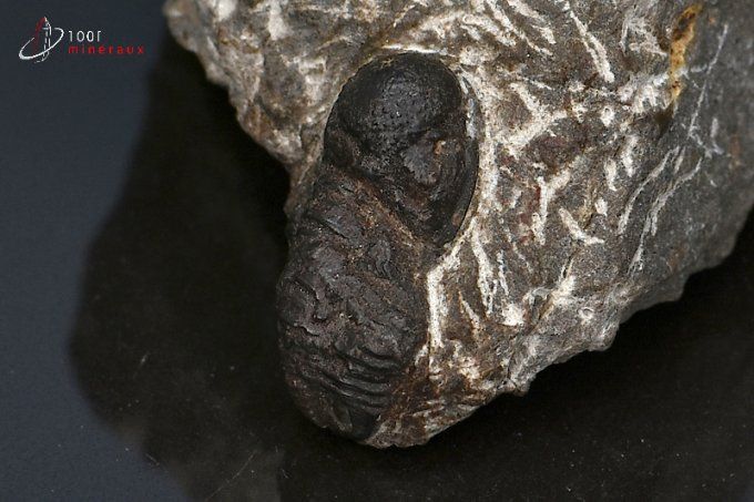 trilobite-phacops-fossiles