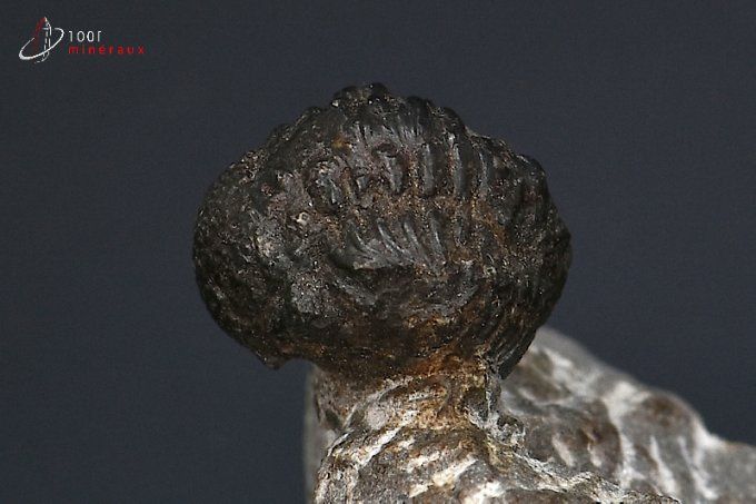 trilobite-phacops-fossiles