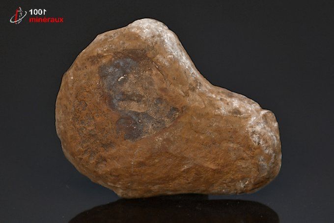 Septaria sciée polie - Maroc - minéraux bruts 6,4 cm / 54g / AX943