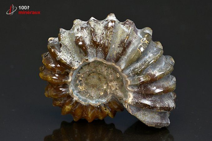 ammonite_fossile