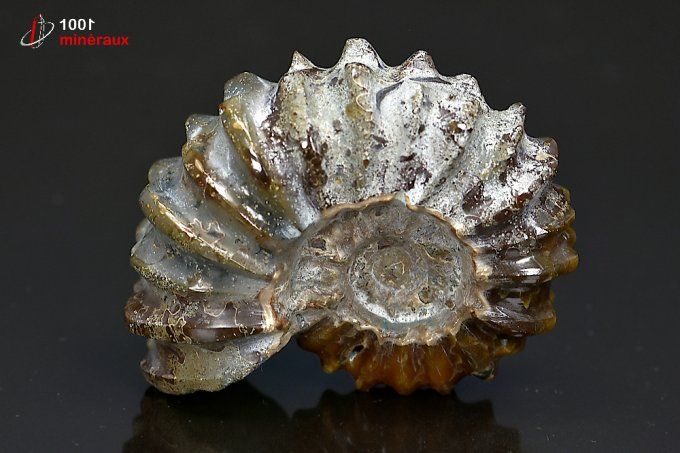 ammonite_fossile