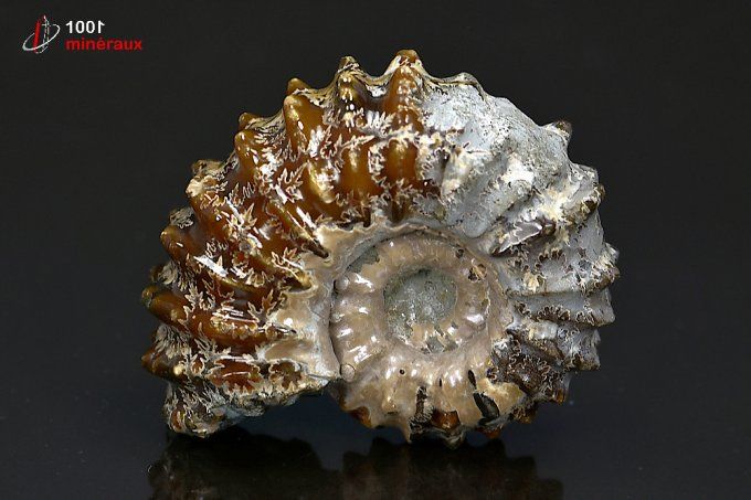 ammonite_fossile