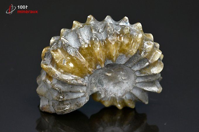 ammonite_fossile