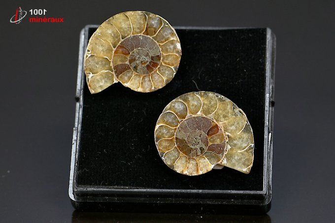 ammonite_fossile_cleoniceras