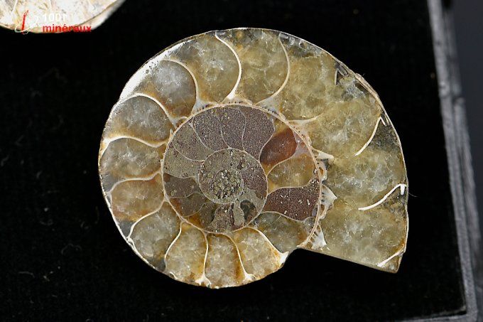 ammonite_fossile_cleoniceras