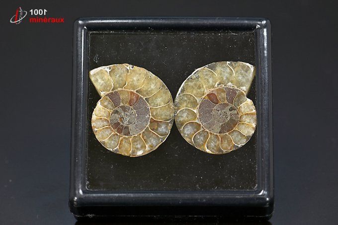 Ammonite Cleoniceras sciée - Madagascar - fossiles 3 cm / 17,1g / BL326