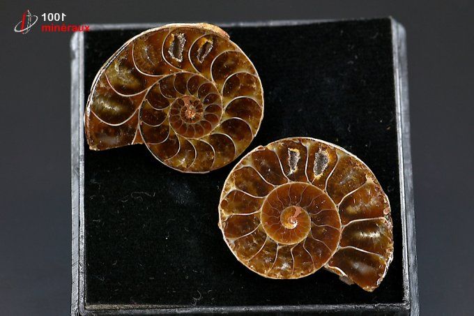 ammonite_fossile_cleoniceras