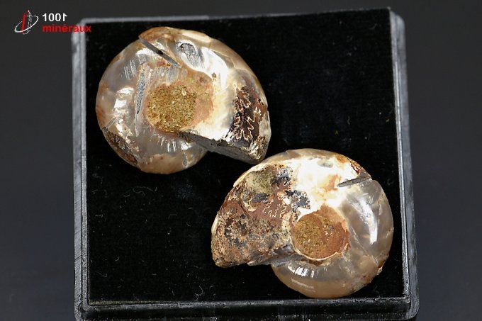 ammonite_fossile_cleoniceras