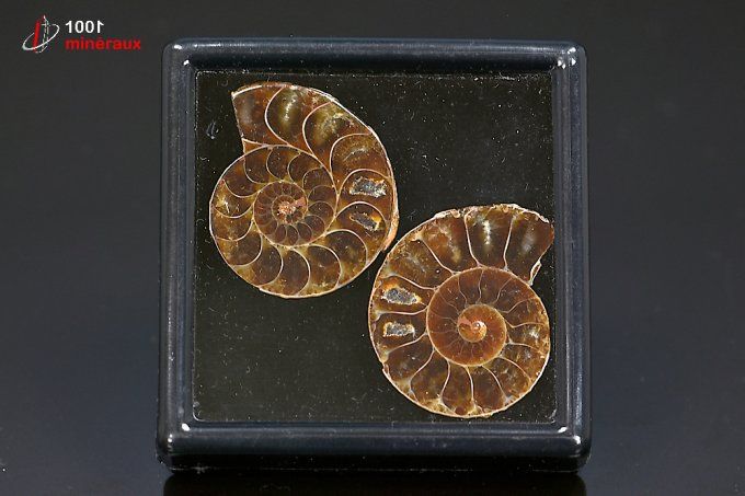 ammonite_fossile_cleoniceras