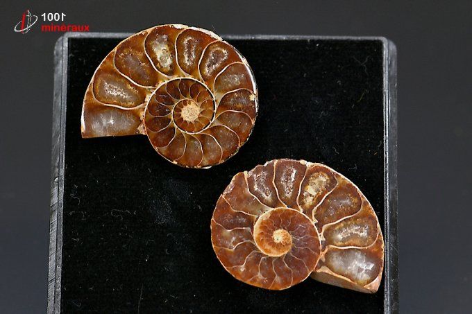 ammonite_fossile_cleoniceras