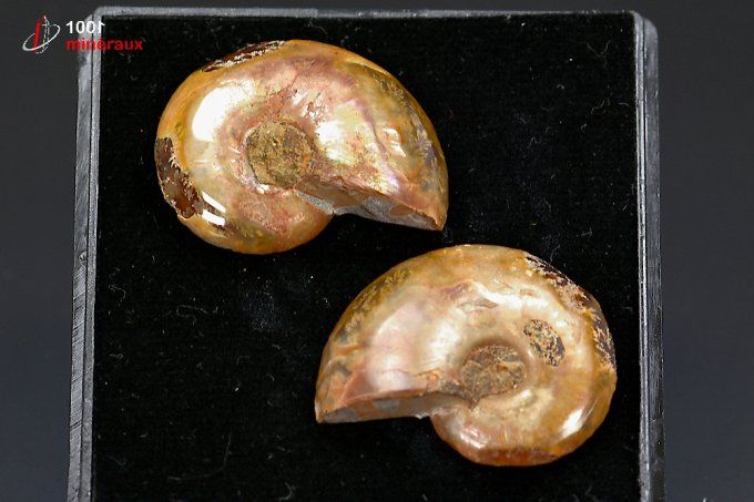 ammonite_fossile_cleoniceras