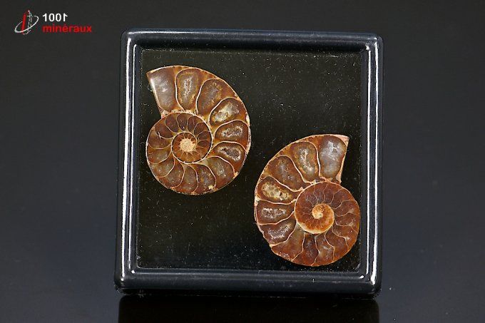 ammonite_fossile_cleoniceras