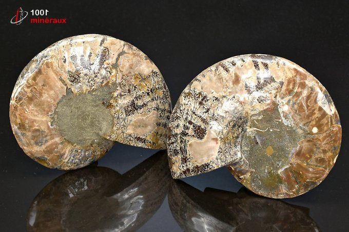 ammonite_fossile_cleoniceras_appairée