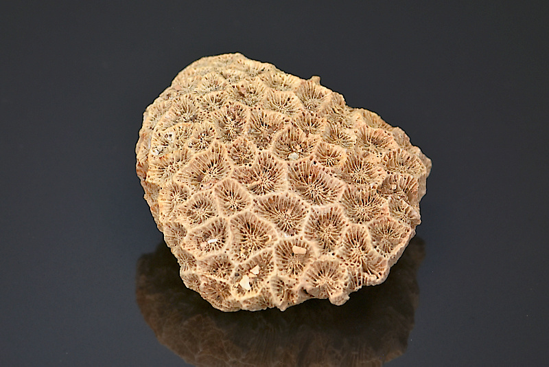 Corail fossile 